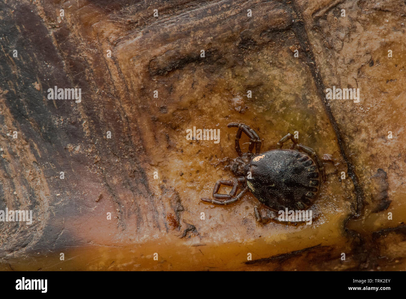 Les tiques dures dans le genre Amblyomma qui se nourrit d'une tortue à pattes jaunes dans l'Amazone. Leur hôte est menacé d'extinction cette espèce est donc. Banque D'Images