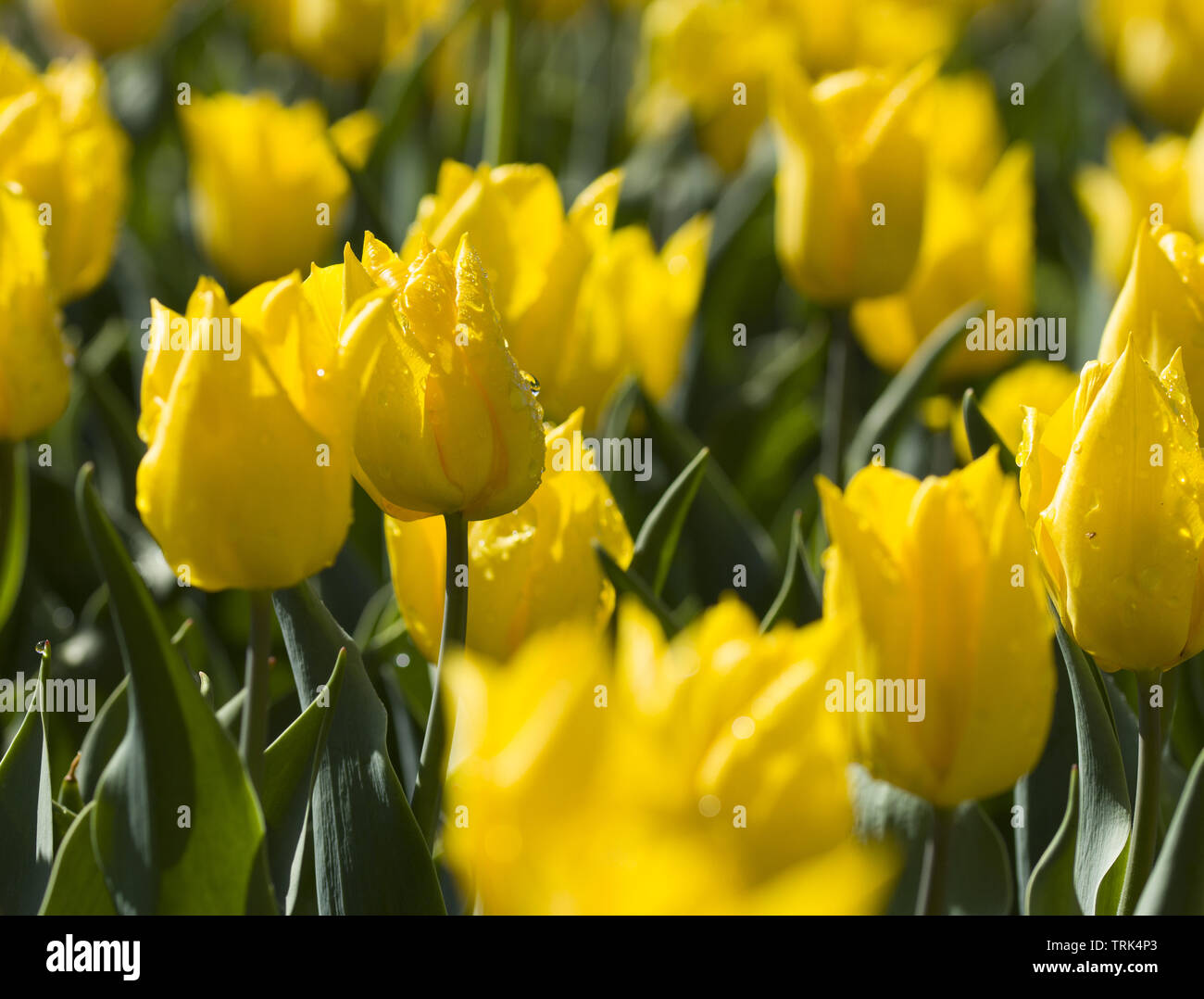 Champ de tulipes en Hollande jaune Banque D'Images