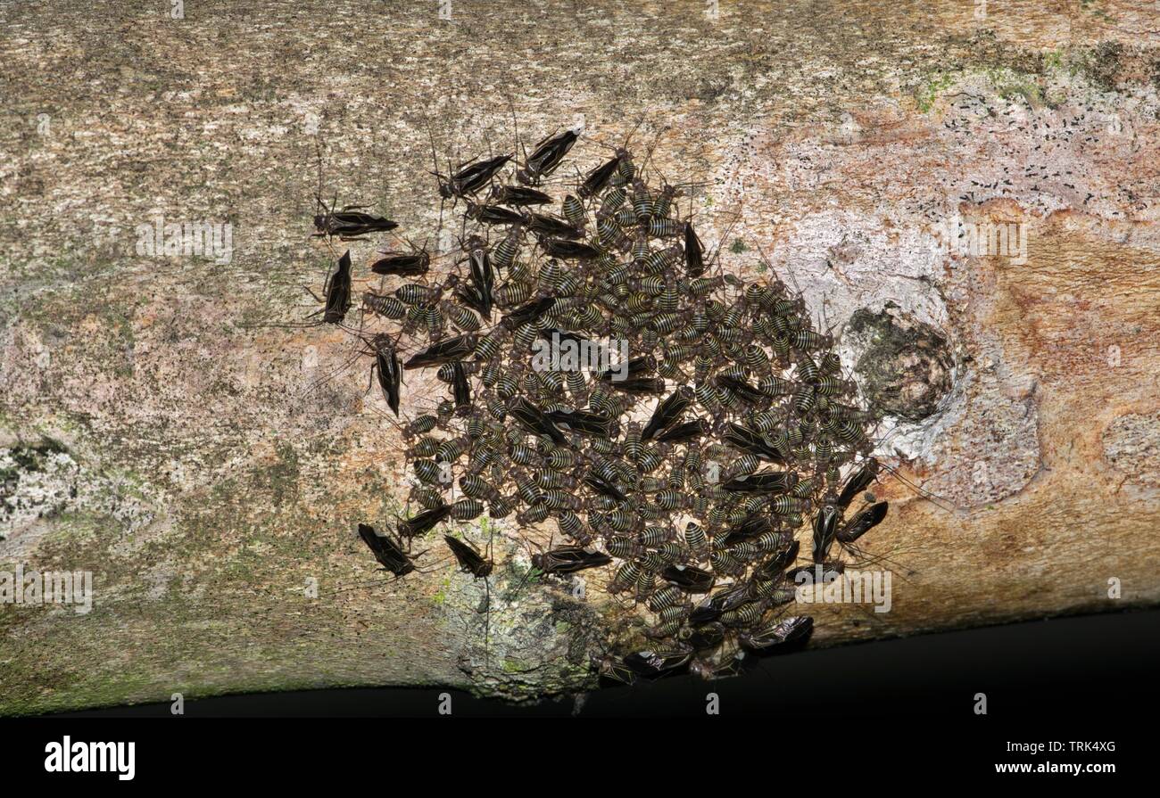 Un Barklouse Cerastipsocus (commune d'Arantius) colonie recueillies sur une crêpe myrte la succursale de nuit à Houston TX. Ils sont sans danger pour les insectes utiles. Banque D'Images