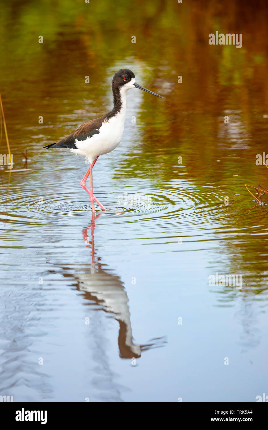 L'Échasse hawaiienne, Himantopus mexicanus knudseni, est une espèce endémique et les espèces en voie de disparition. Hawaii. C'est une sous-espèce de l'échasse. Banque D'Images