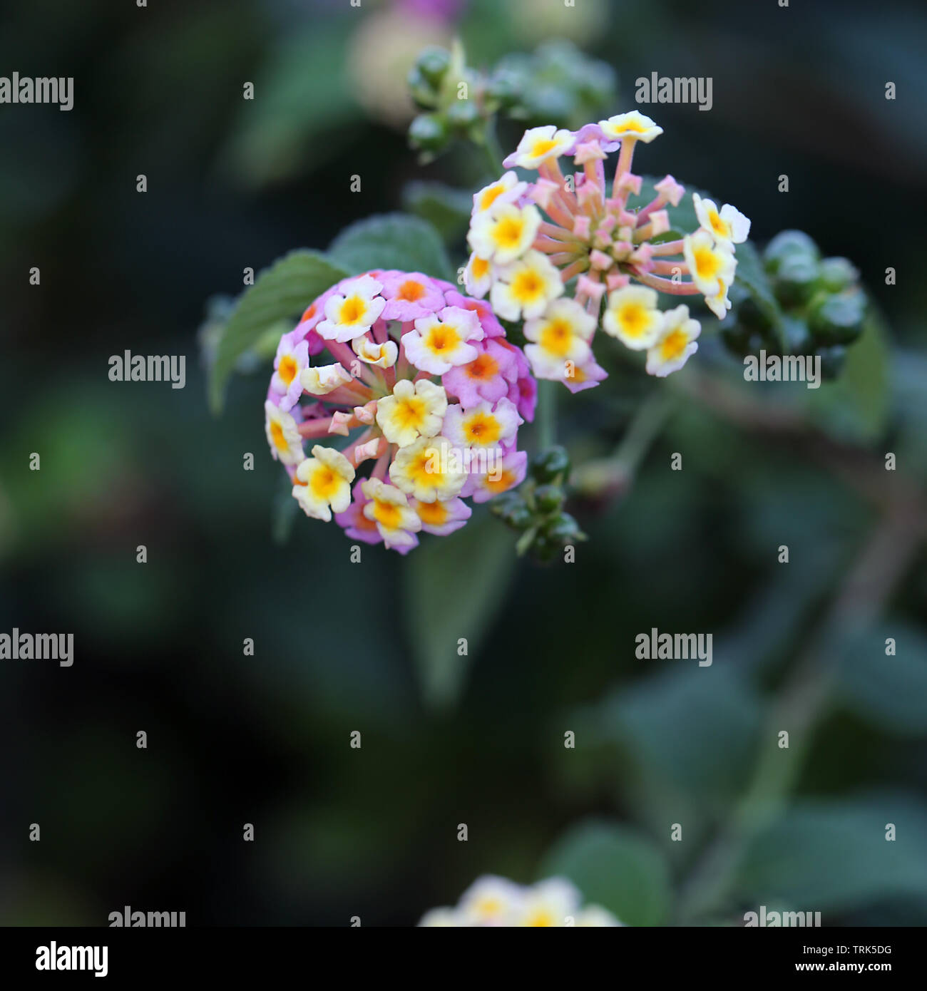 Mignon petit jaune et violet fleurs lantana avec beaucoup de feuilles vertes dans un gros plan / macro. Photographié dans le paradis tropical de Madère. Banque D'Images Mignon petit jaune et violet fleurs lantana avec beaucoup de feuilles vertes dans un gros plan / macro. Photographié dans le paradis tropical de Madère. Banque D'Images