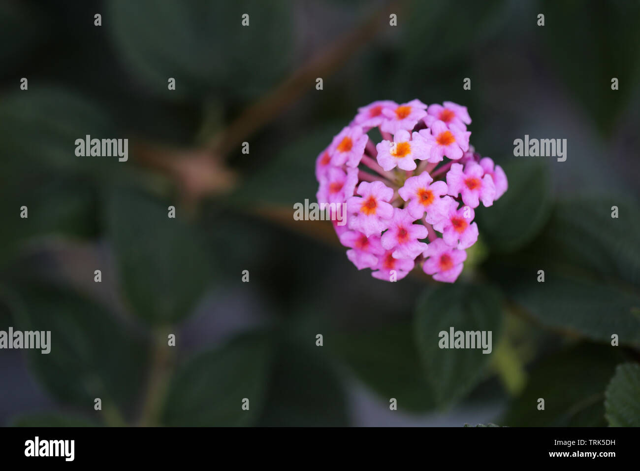 Mignon petit jaune et violet fleurs lantana avec beaucoup de feuilles vertes dans un gros plan / macro. Photographié dans le paradis tropical de Madère. Banque D'Images Mignon petit jaune et violet fleurs lantana avec beaucoup de feuilles vertes dans un gros plan / macro. Photographié dans le paradis tropical de Madère. Banque D'Images