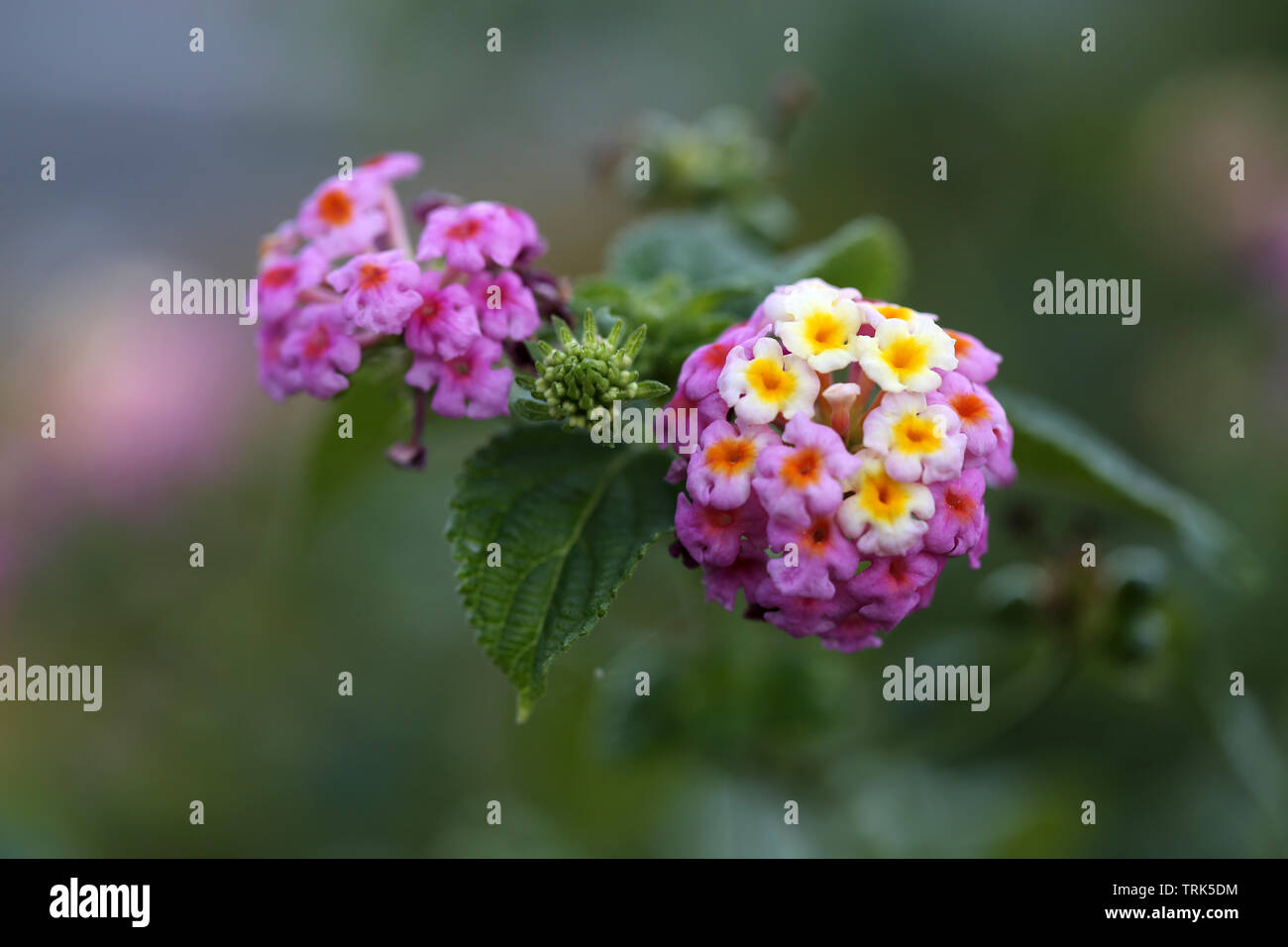 Mignon petit jaune et violet fleurs lantana avec beaucoup de feuilles vertes dans un gros plan / macro. Photographié dans le paradis tropical de Madère. Banque D'Images Mignon petit jaune et violet fleurs lantana avec beaucoup de feuilles vertes dans un gros plan / macro. Photographié dans le paradis tropical de Madère. Banque D'Images