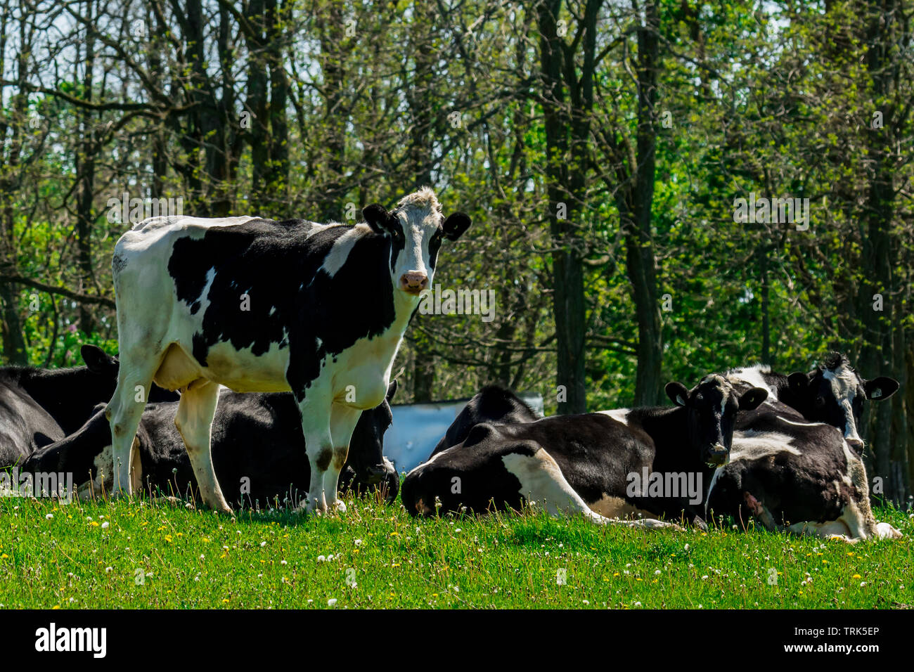 Ferme de vaches laitières noires et blanches se reposant dans une ancienne grange Banque D'Images