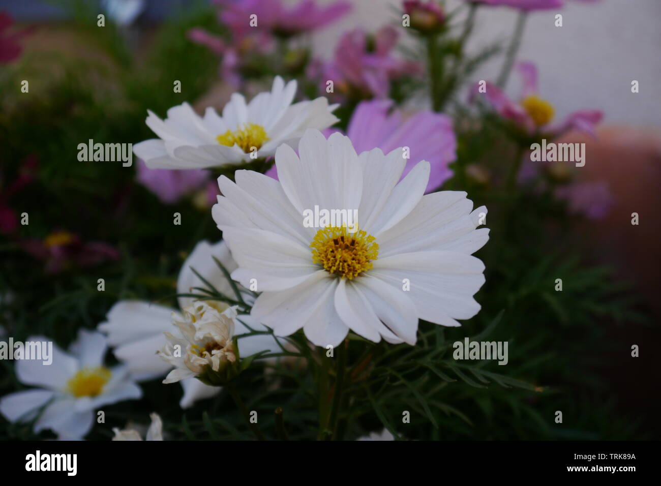 Fleurs blanches et roses et feuilles vertes. Banque D'Images