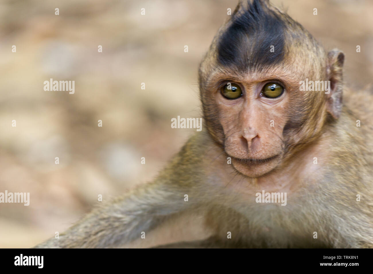 Portrait de jeune singe sauvage Banque D'Images