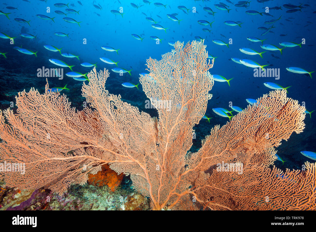 Seafan dans les récifs coralliens, Annella mollis, Lissenung, New Ireland, Papouasie Nouvelle Guinée Banque D'Images