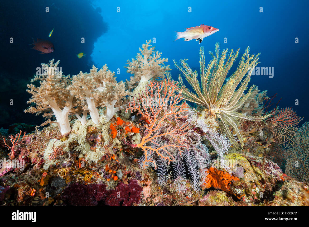 Riche en espèces de coraux, Lissenung, New Ireland, Papouasie Nouvelle Guinée Banque D'Images