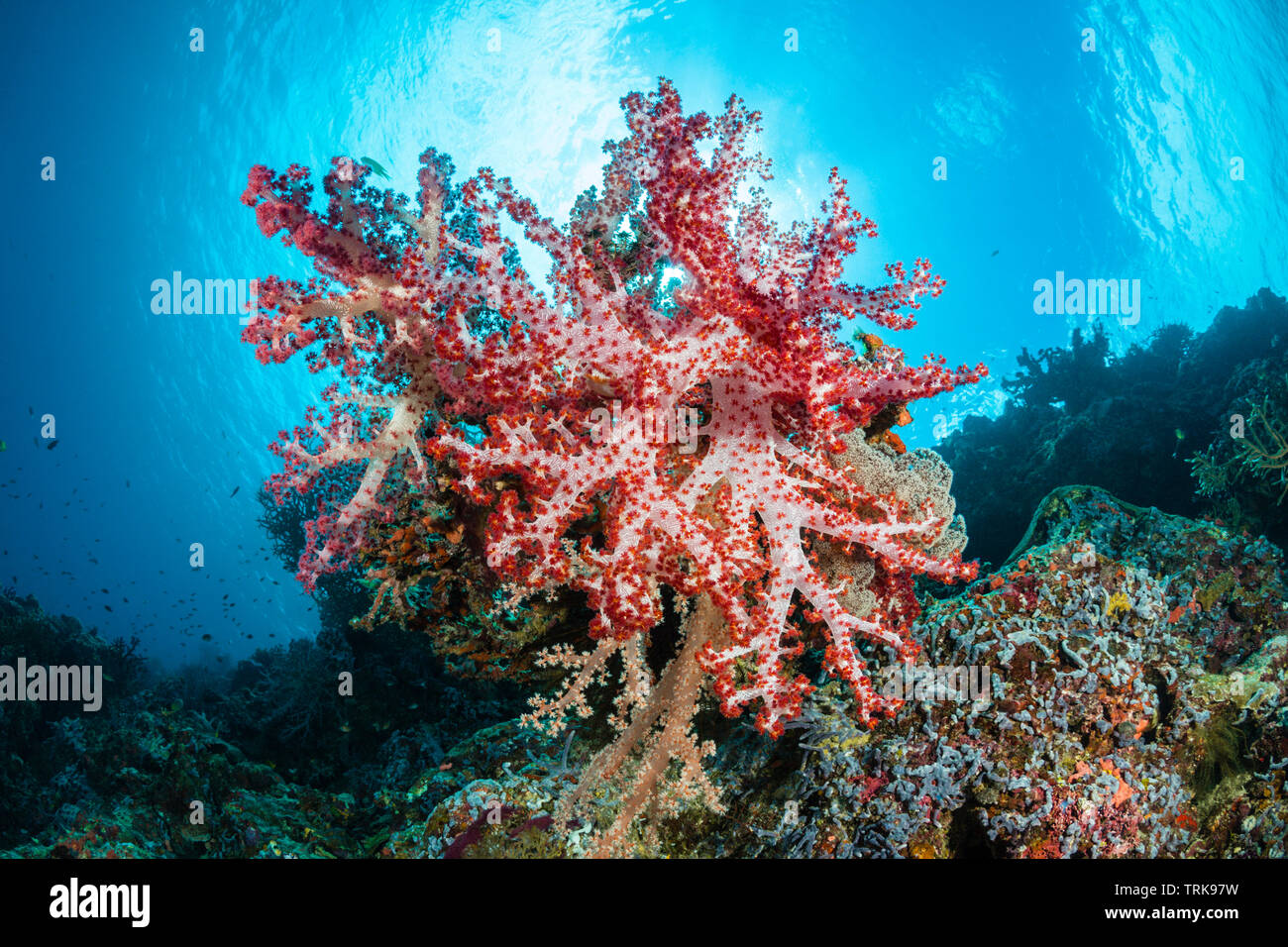 Les coraux mous dans les récifs coralliens, Dendronephthya, Lissenung, New Ireland, Papouasie Nouvelle Guinée Banque D'Images