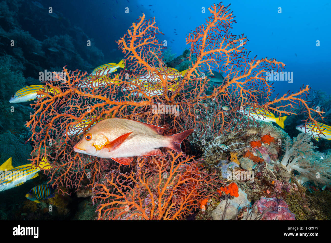 Le vivaneau rouge à bosse dans les récifs coralliens, Lutjanus gibbus, Lissenung, New Ireland, Papouasie Nouvelle Guinée Banque D'Images