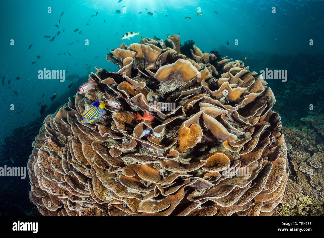 Récif de corail dur sain, Turbinaria mesenterina, Lissenung, New Ireland, Papouasie Nouvelle Guinée Banque D'Images