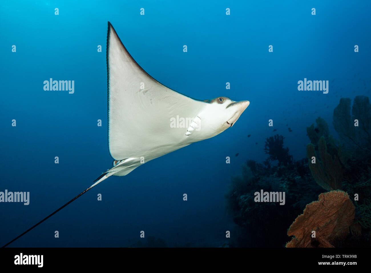 Spotted Eagle Ray, Aetobatus narinari, Lissenung, New Ireland, Papouasie Nouvelle Guinée Banque D'Images