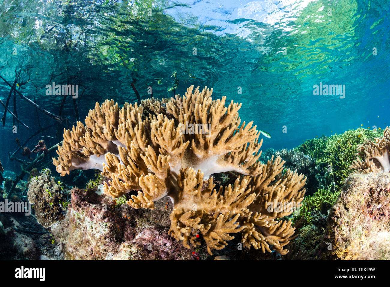 La croissance des coraux mous en cuir dans les Mangroves, Sinularia, Lissenung, New Ireland, Papouasie Nouvelle Guinée Banque D'Images