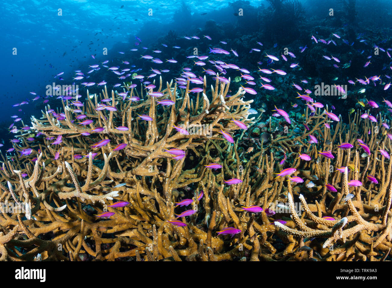 Plus de coraux Bartletts Anthias Pseudanthias bartlettorum, Staghorn, Lissenung, New Ireland, Papouasie Nouvelle Guinée Banque D'Images