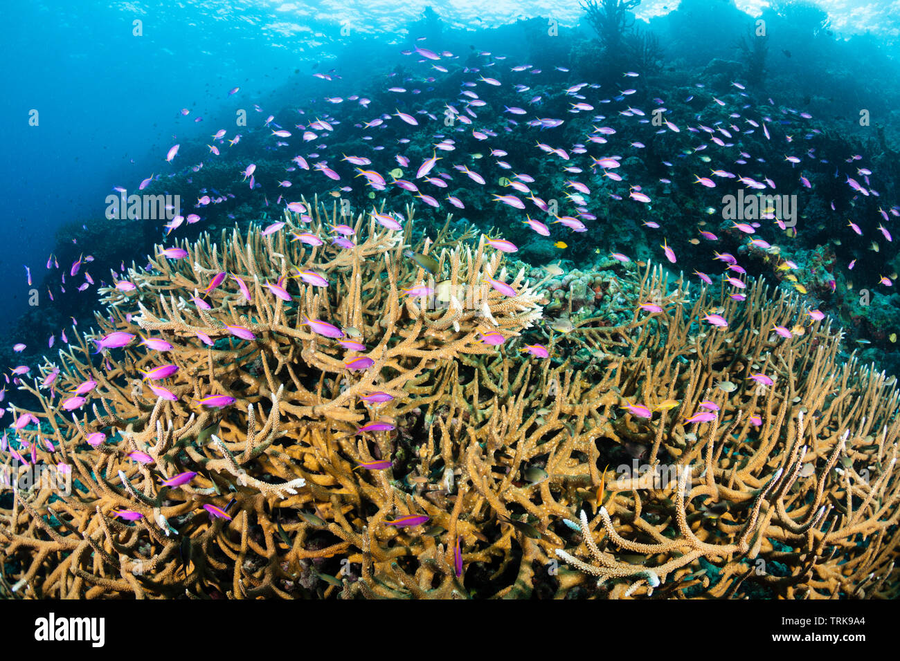 Plus de coraux Bartletts Anthias Pseudanthias bartlettorum, Staghorn, Lissenung, New Ireland, Papouasie Nouvelle Guinée Banque D'Images