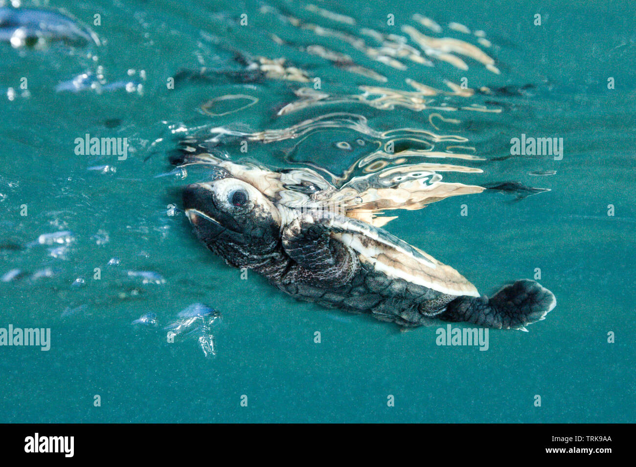 Hawksbill Turtle hatchling paddles loin de la rive, Eretmochelys imbricata, Lissenung, New Ireland, Papouasie Nouvelle Guinée Banque D'Images