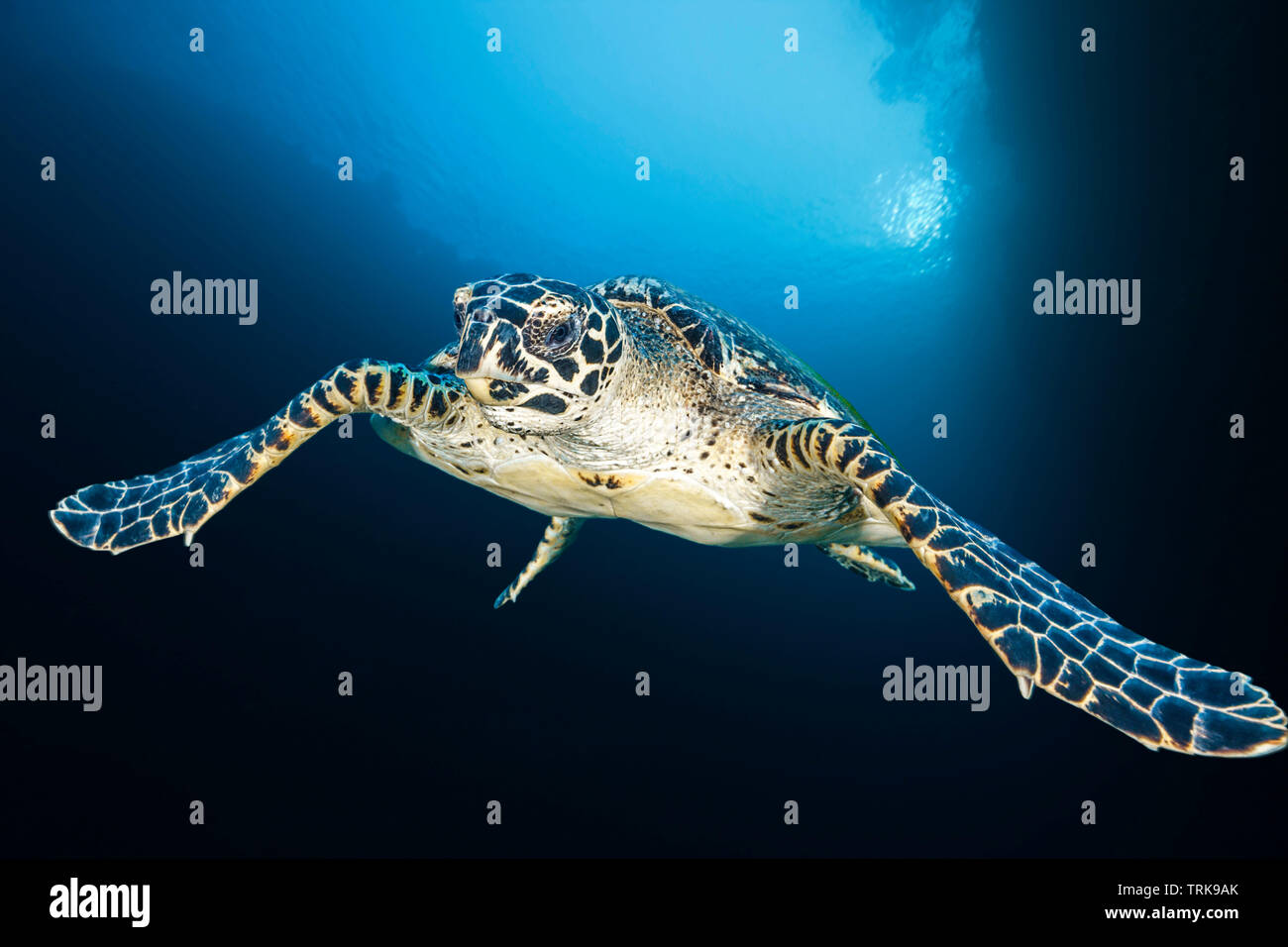 La tortue imbriquée, Eretmochelys imbricata, Lissenung, New Ireland, Papouasie Nouvelle Guinée Banque D'Images