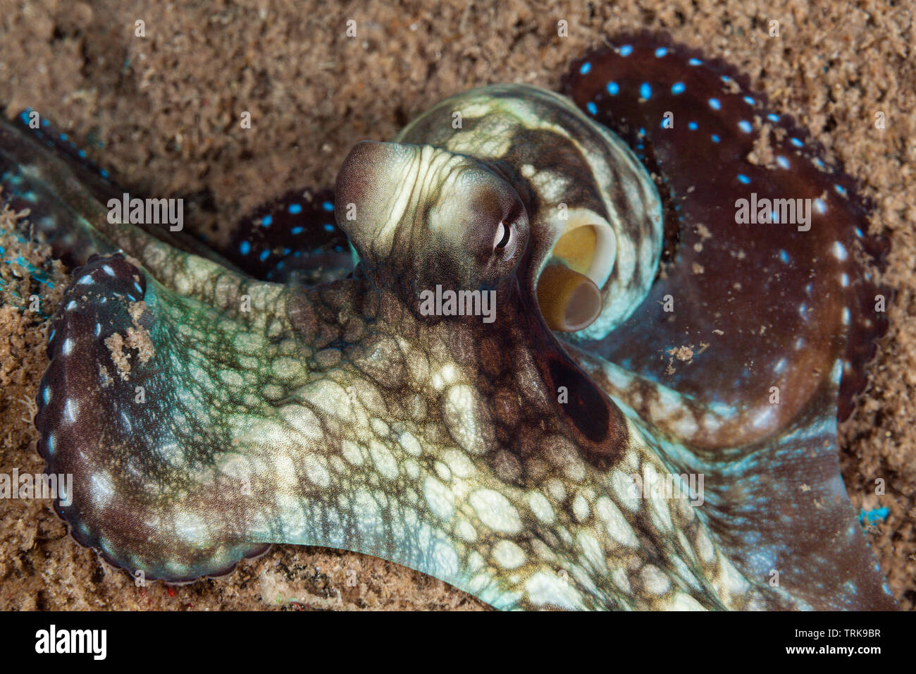 Jour poulpe, Octopus cyanea, Lissenung, New Ireland, Papouasie Nouvelle Guinée Banque D'Images