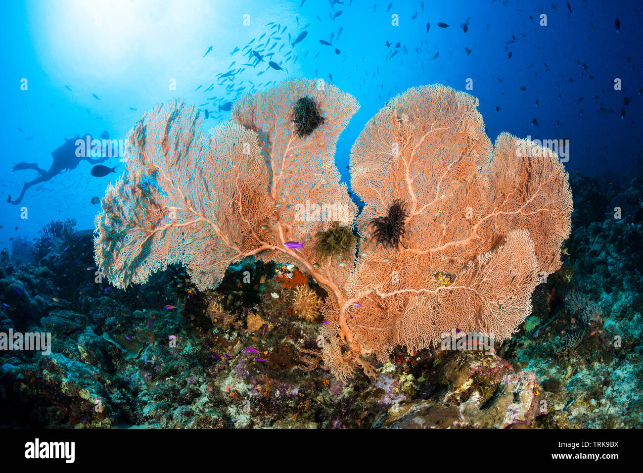 Seafan dans les récifs coralliens, Annella mollis, Lissenung, New Ireland, Papouasie Nouvelle Guinée Banque D'Images