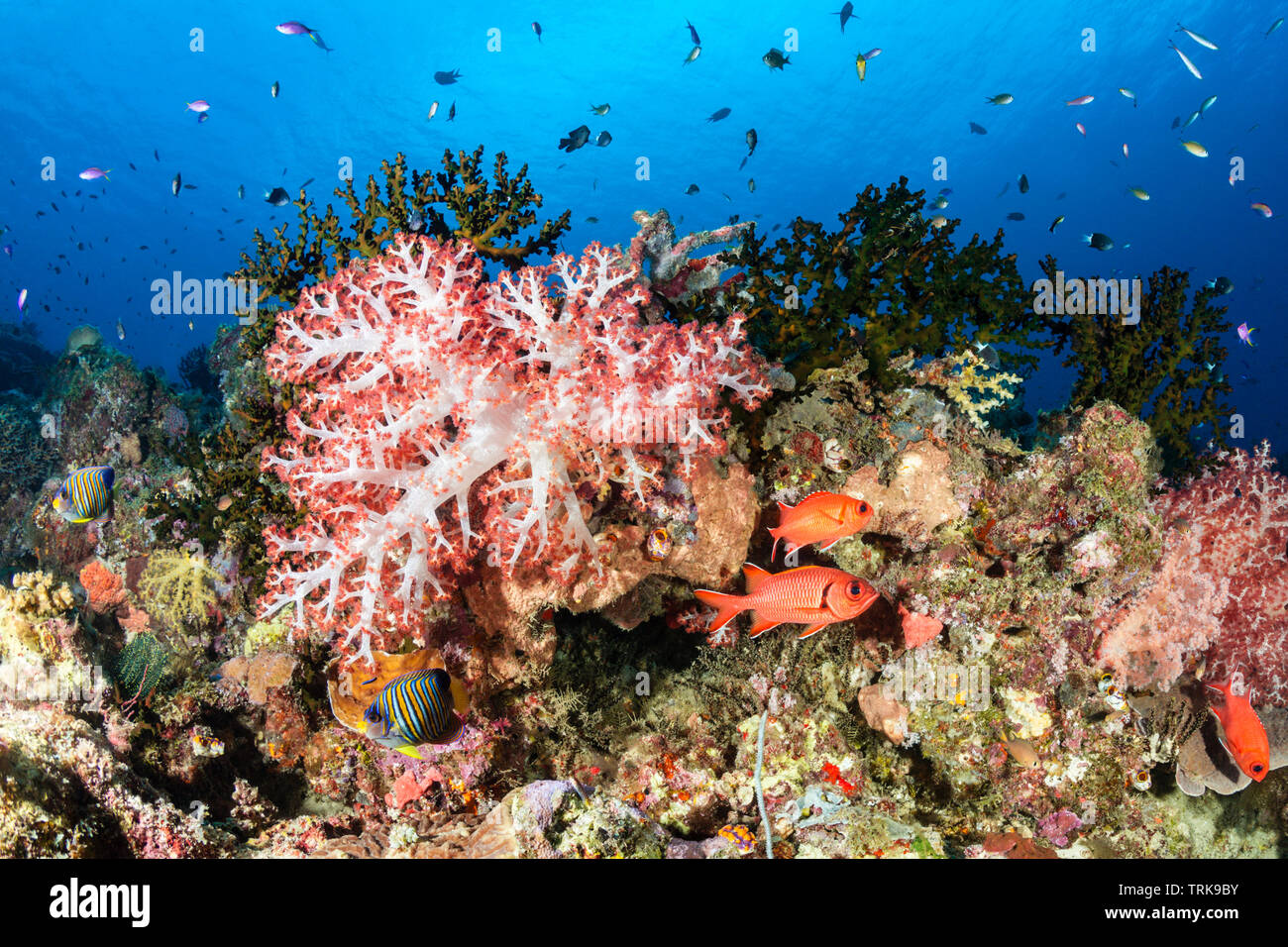 Les coraux mous dans les récifs coralliens, Dendronephthya, Lissenung, New Ireland, Papouasie Nouvelle Guinée Banque D'Images