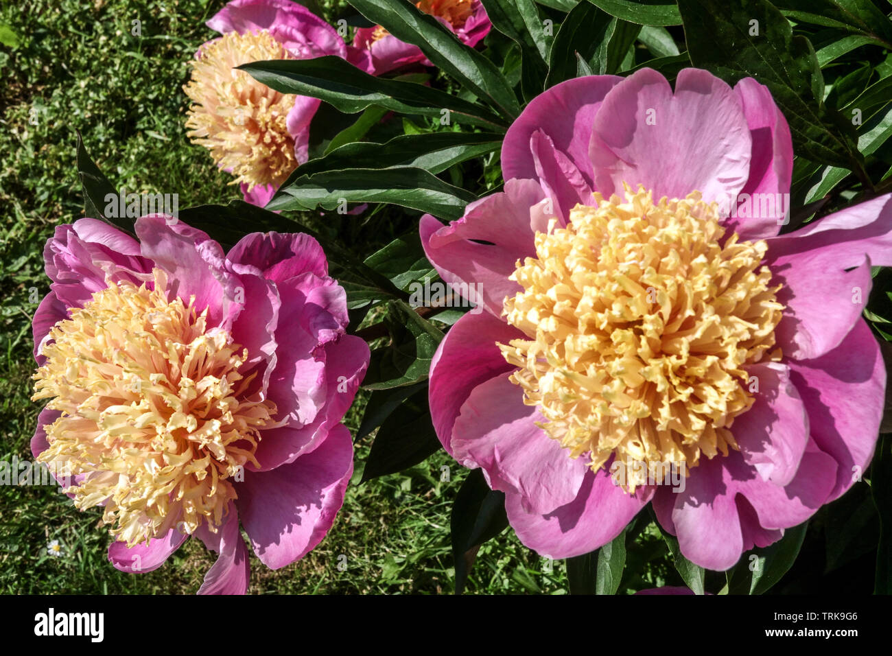 Pivoine rose de Paeonia pivoines roses de « Holbein » Banque D'Images