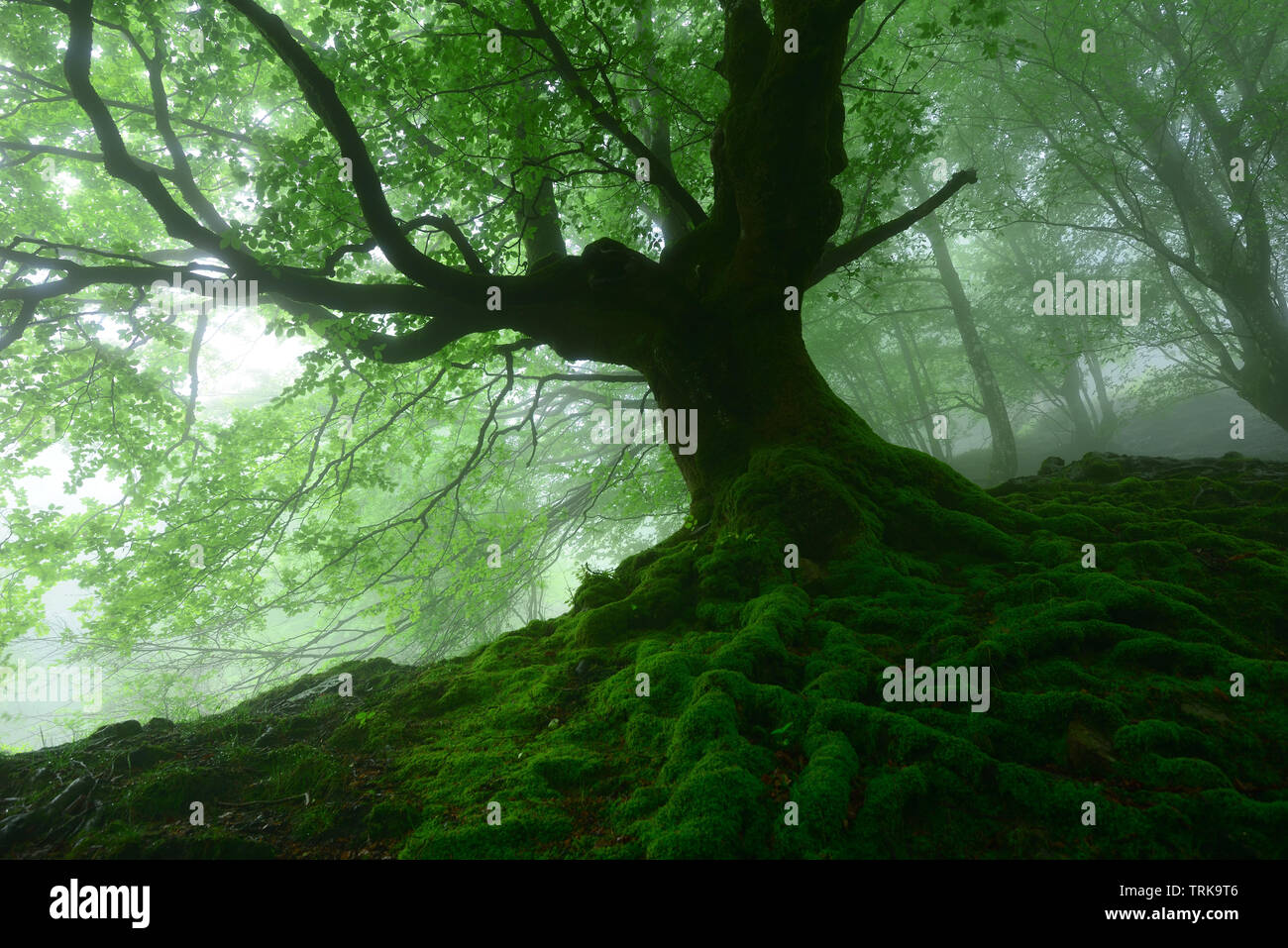 Matin de printemps dans la forêt enchantée en un jour brumeux, Parc Naturel Gorbea Banque D'Images