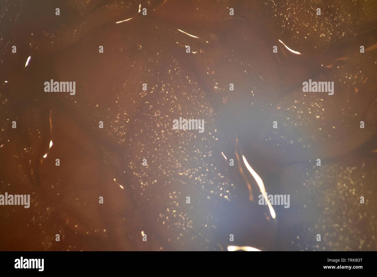 Arrière-plan flou de surface liquide brun foncé des tranches de pomme au chocolat dessert gelée. Banque D'Images