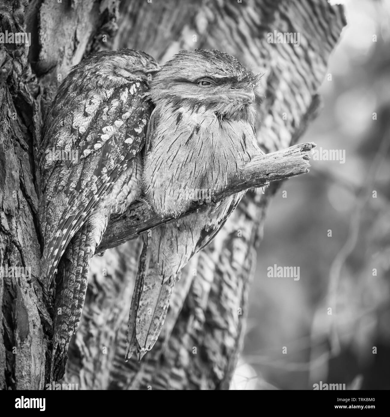 Le Tawny Une grille supérieure (Podargus strigoides) est une espèce d'une grille supérieure, un type d'oiseau trouvé tout au long de l'Australie. Banque D'Images