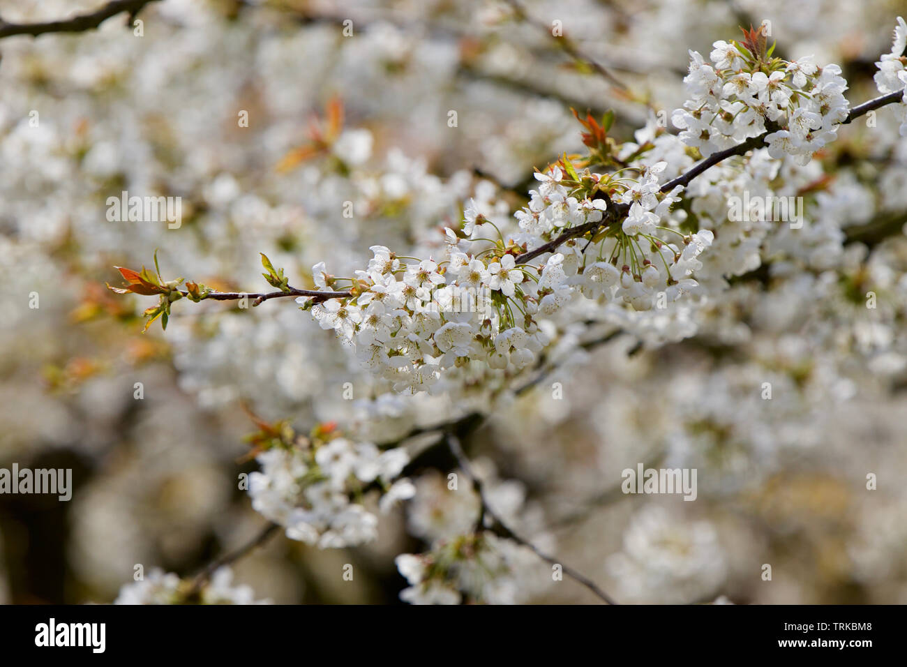 Poiriers, Fleur de printemps en Angleterre du Sud-Est Banque D'Images