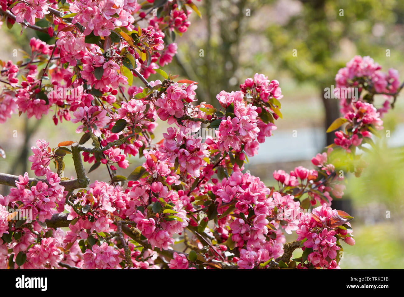 Fleur de cerisier au printemps, Angleterre du Sud-Est Banque D'Images