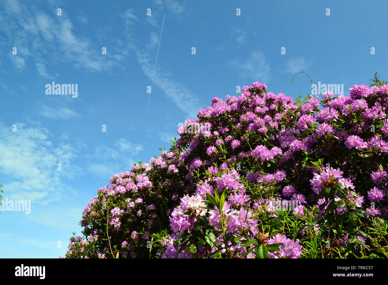 Le mauve/violet rhododendron près de Hever, Kent, en Angleterre, en juin contre un ciel bleu avec des nuages cirrus et traînée de vapeur. Festival de Neverworld Banque D'Images