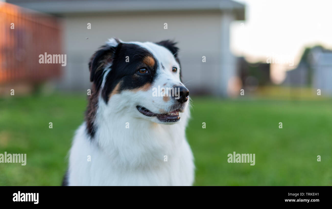 Austrialian Shepard pose à la pousse de photo Banque D'Images