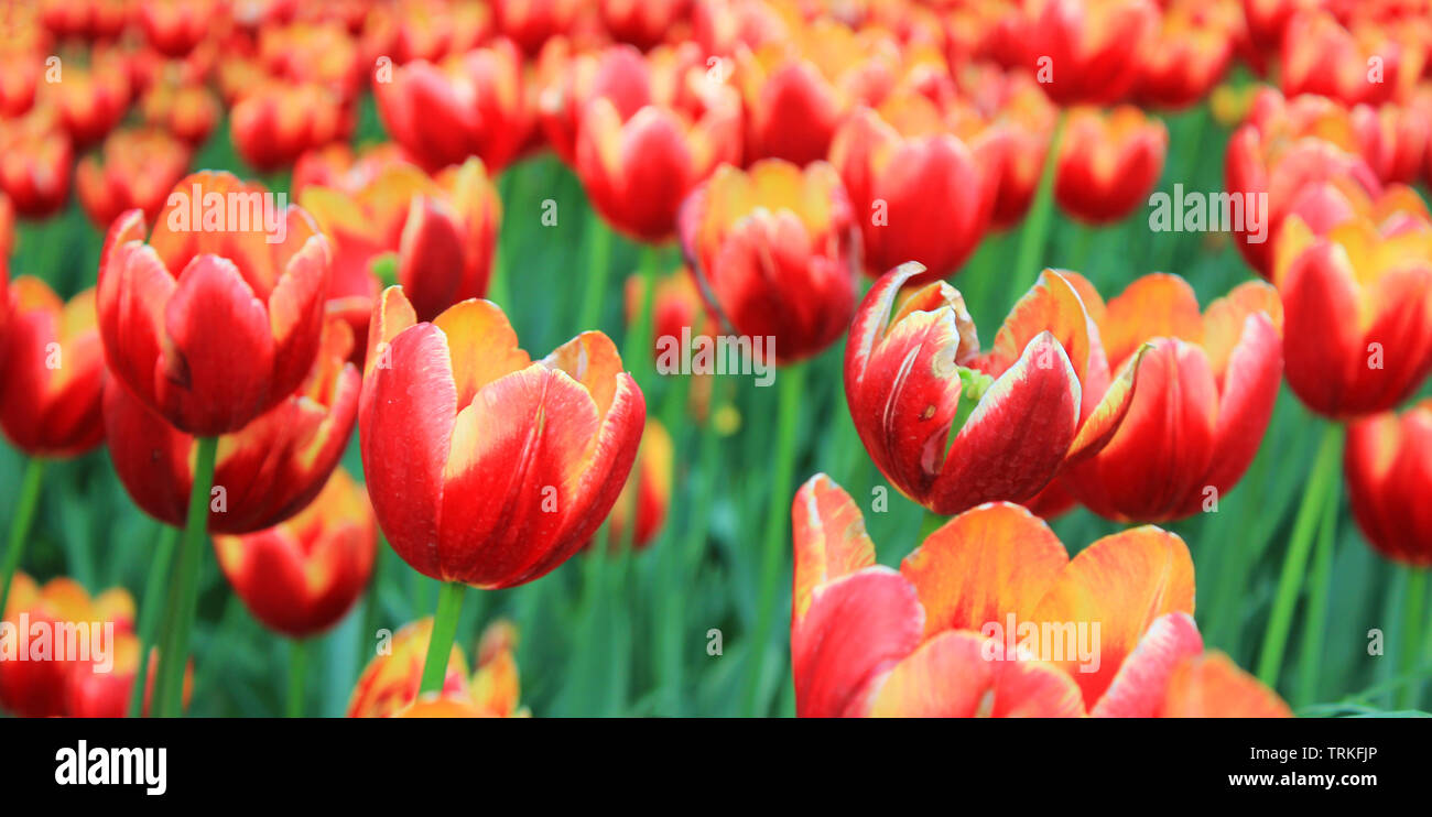 Fleurs de tulipe fleur fleurs champ lit vue en gros à l'extérieur. Tulipe jaune et rouge bulbes à fleurs sur jardin pelouse Banque D'Images