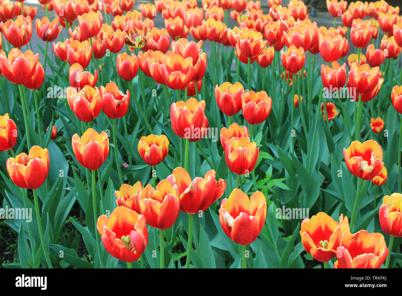 Fleurs de tulipe sur lit de jardin, scène de la campagne de printemps. Belles  tulipes rouge vif sur la pelouse de plus en plus à l'extérieur Photo Stock  - Alamy