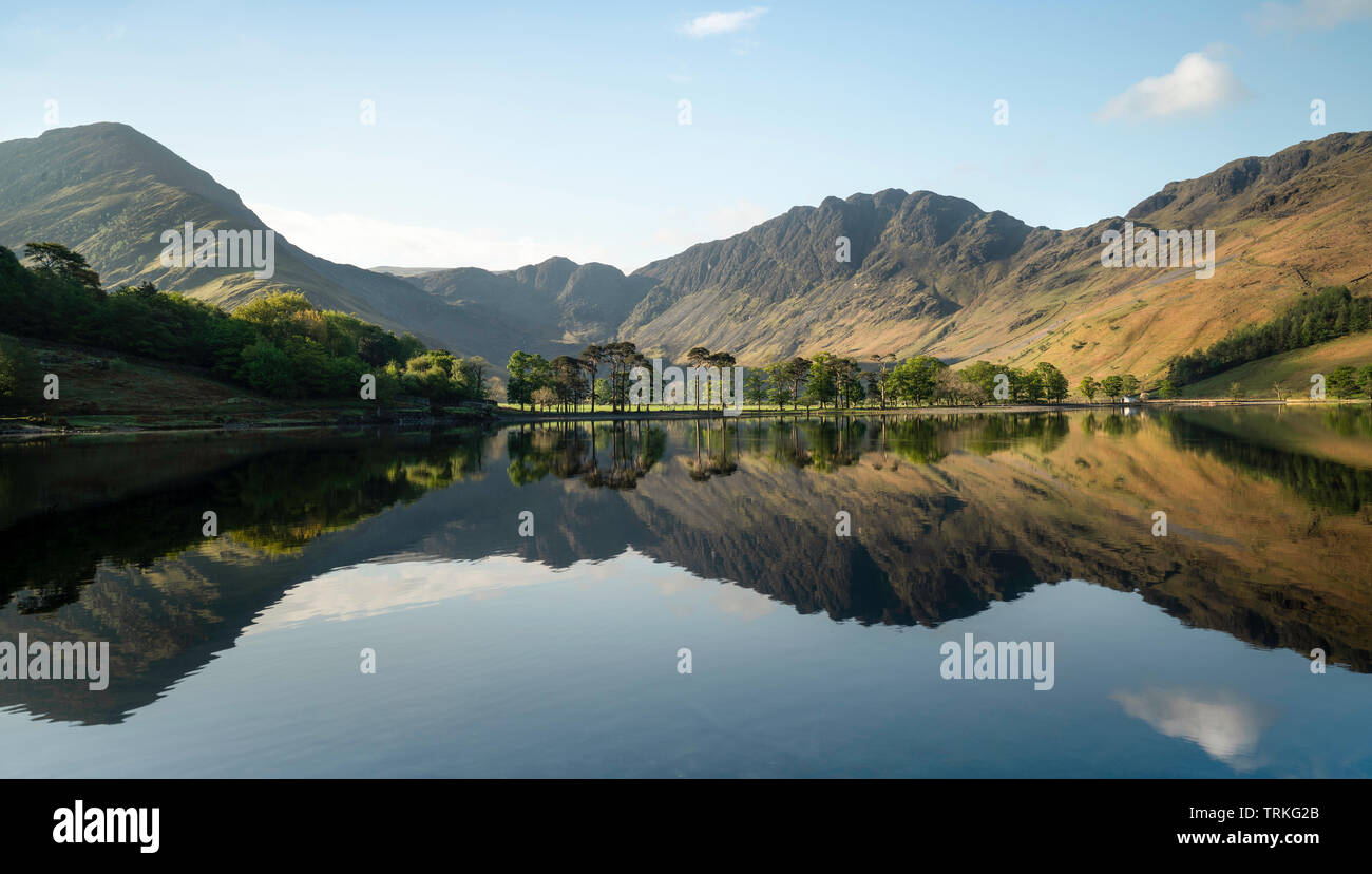 Tôt le matin, réflexions d'Fleetwith Pike, meules et la célèbre Buttermere pines, Buttermere, Lake District, Cumbria, au nord ouest de l'Angleterre, Royaume-Uni Banque D'Images