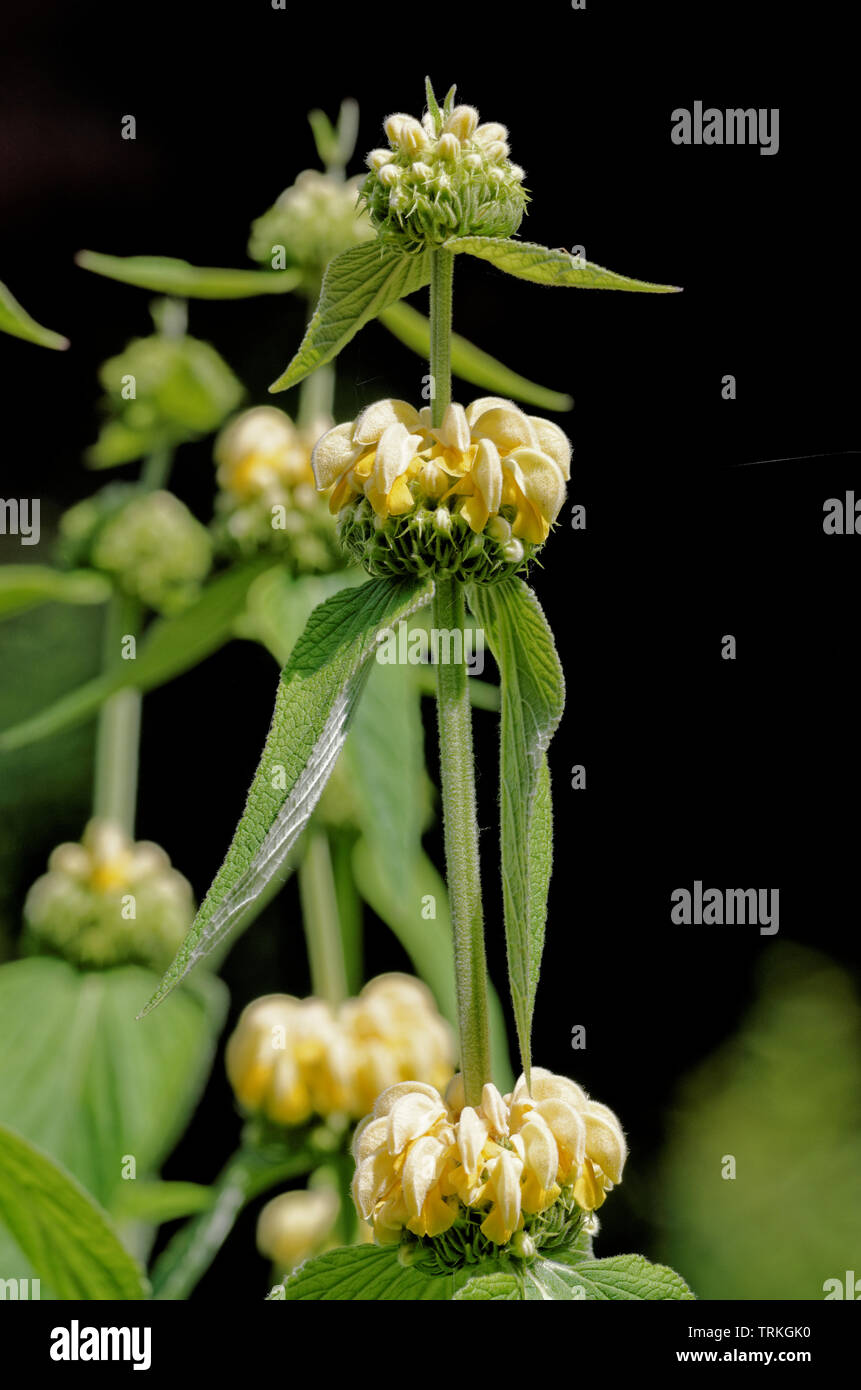 Phlomis fruticosa sauge de Jérusalem Banque D'Images