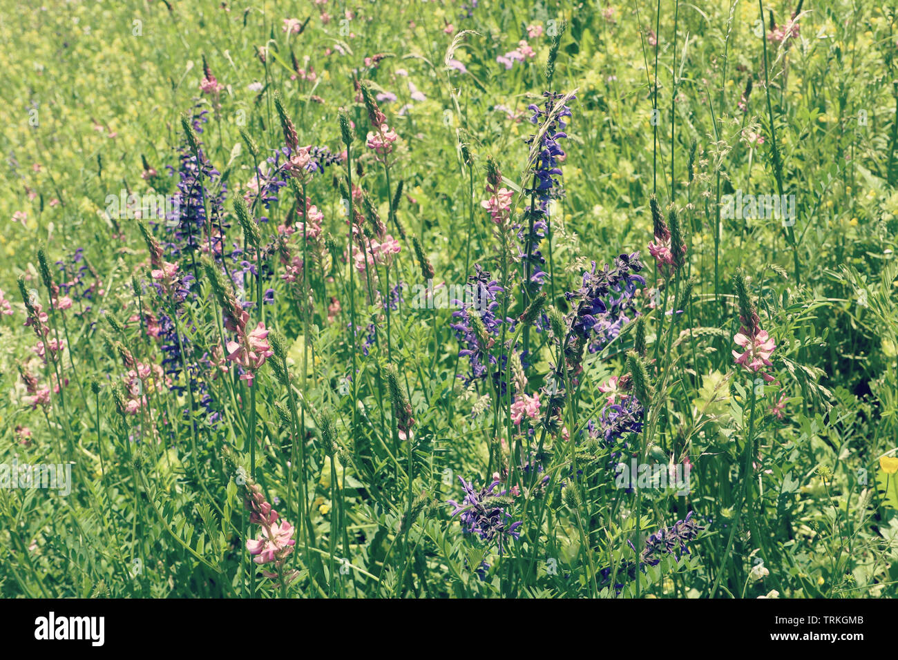 Meadow enchanteur plein de belle spontanéité violet, rose et violet fleurs lupin sauvage. Nature printemps antécédents, soft focus et blur Banque D'Images