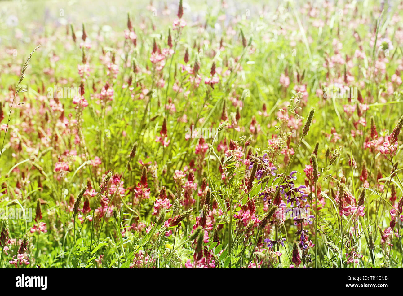 Meadow enchanteur plein de belle rose et violet spontanée lupin sauvage fleurs. Nature printemps antécédents, soft focus et blur Banque D'Images