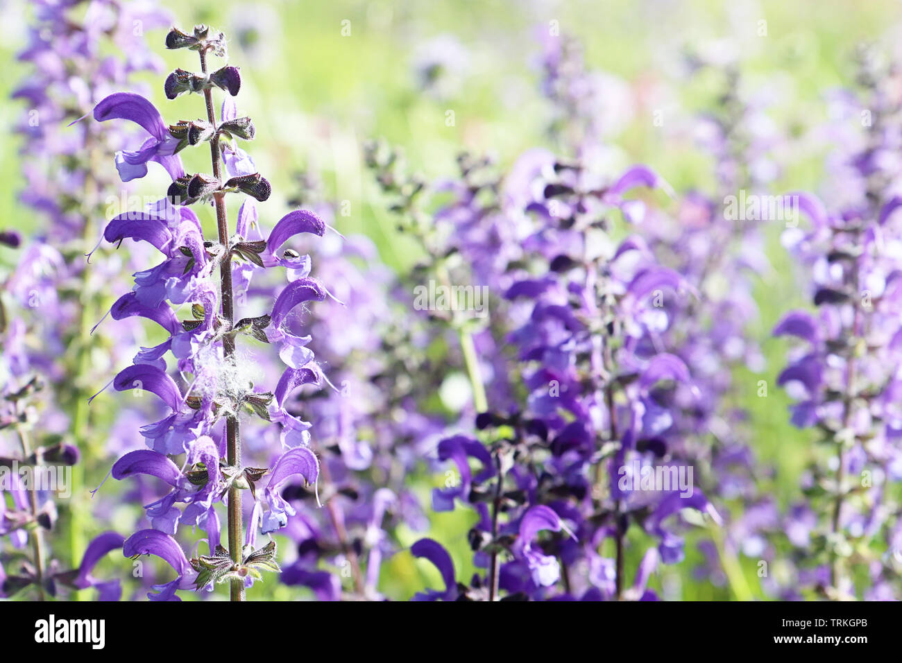 Close up de pourpre violette et spontanée printemps fleurs lupin sauvage dans un domaine rural colorés . Nature fond, soft focus et blur Banque D'Images