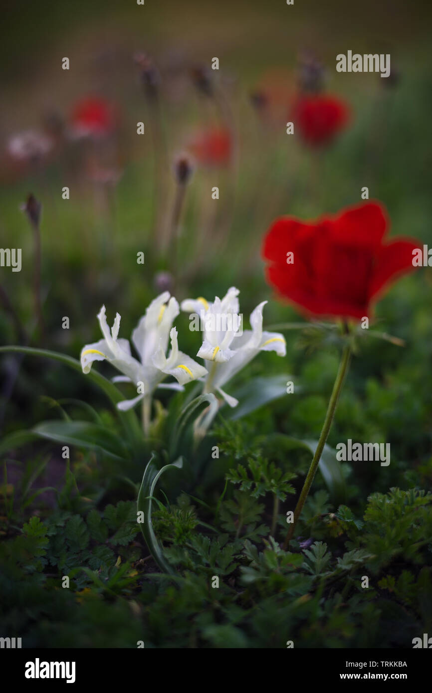 Fleurs de Printemps d'iris et d'anémones Banque D'Images