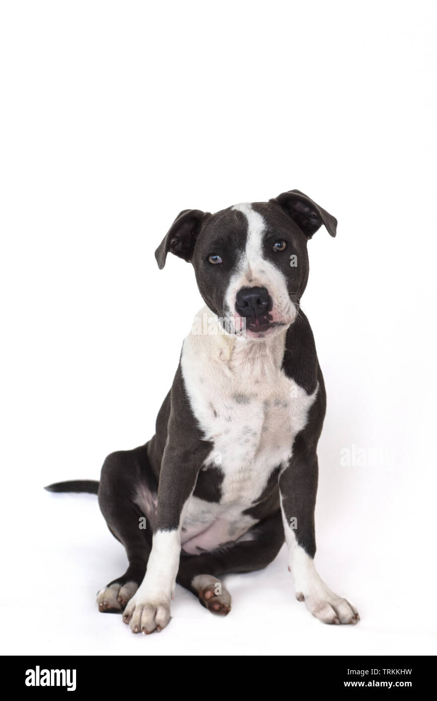 Staffie Banque D Image Et Photos Page 8 Alamy