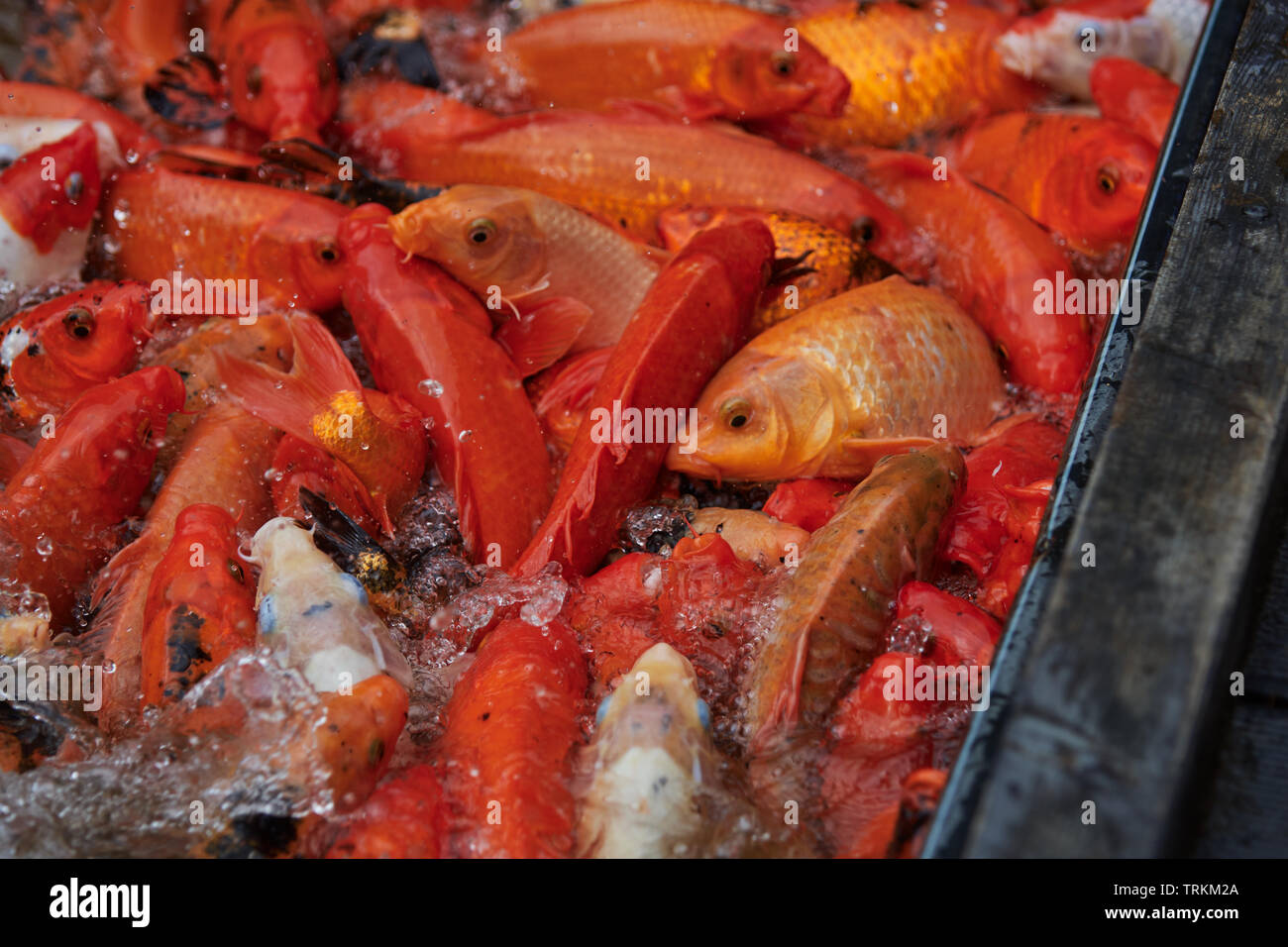 Koi, Brokatkarpfen,Karpfen, Cyprinus carpio, FISCH, POISSON, Banque D'Images