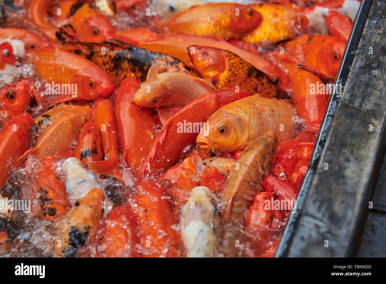 Koi, Brokatkarpfen,Karpfen, Cyprinus carpio, FISCH, POISSON, Banque D'Images