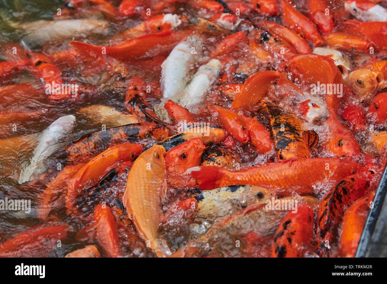 Koi, Brokatkarpfen,Karpfen, Cyprinus carpio, FISCH, POISSON, Banque D'Images
