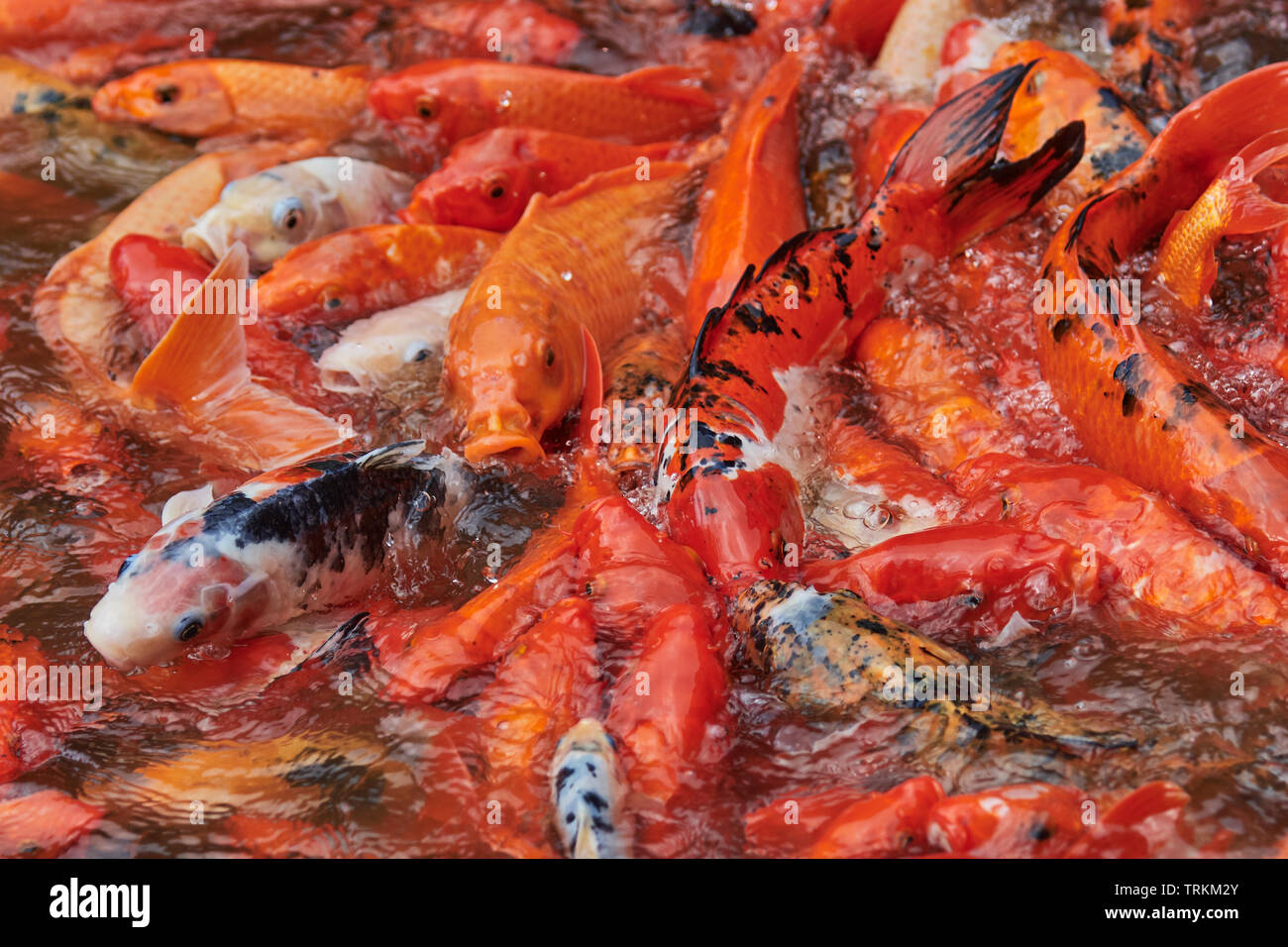 Koi, Brokatkarpfen,Karpfen, Cyprinus carpio, FISCH, POISSON, Banque D'Images