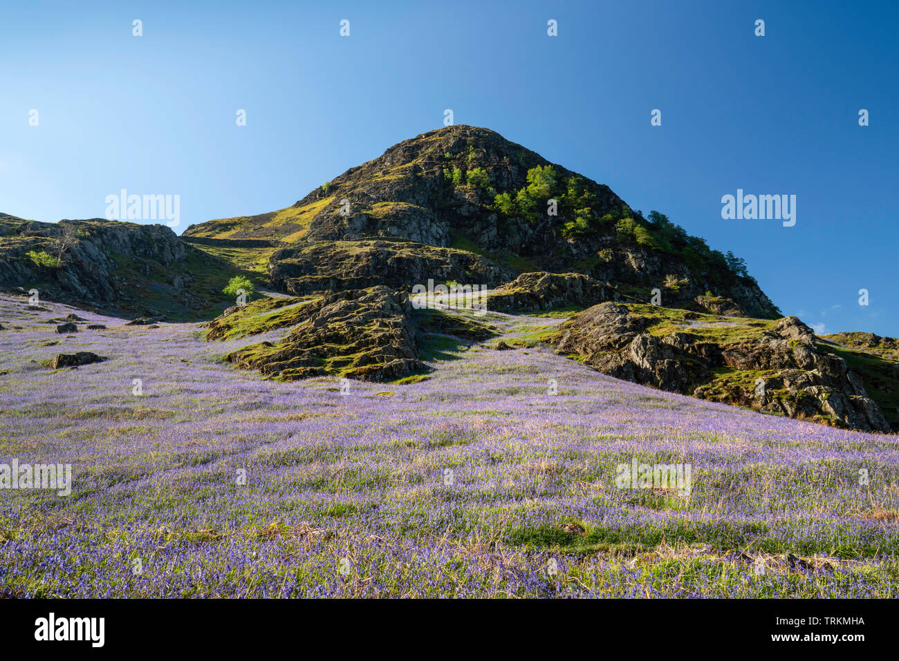 La première lumière sur un champ de bluebells à Rannerdale Knotts avec Rannerdale Knotts est tombé, Parc National de Lake District, Cumbria, England, UK Banque D'Images