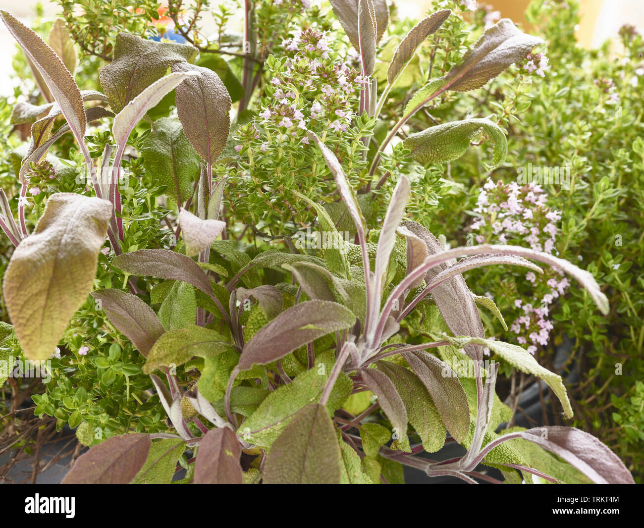 La sauge et l'Thymeherbs croissance ensemble au soleil dans un jardin de campagne anglaise, Royaume-Uni, Europe Banque D'Images