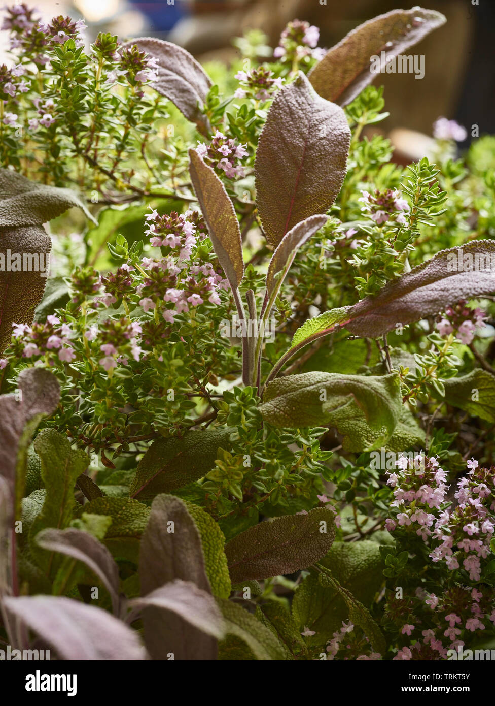 La sauge et l'Thymeherbs croissance ensemble au soleil dans un jardin de campagne anglaise, Royaume-Uni, Europe Banque D'Images