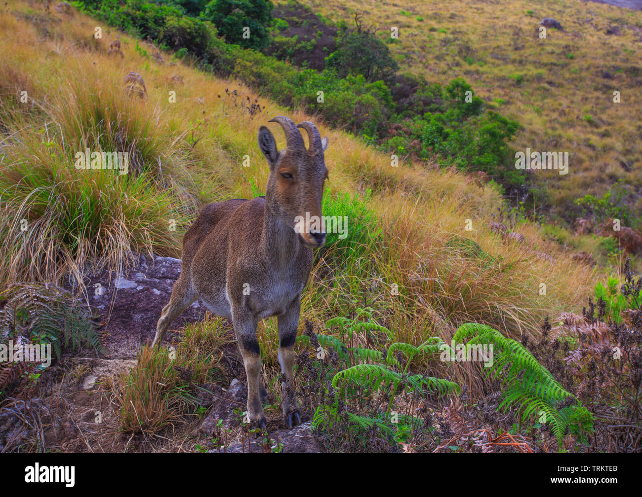 Nilgiri Tahr - photographié à Eravikulam National Park (Kerala) Banque D'Images