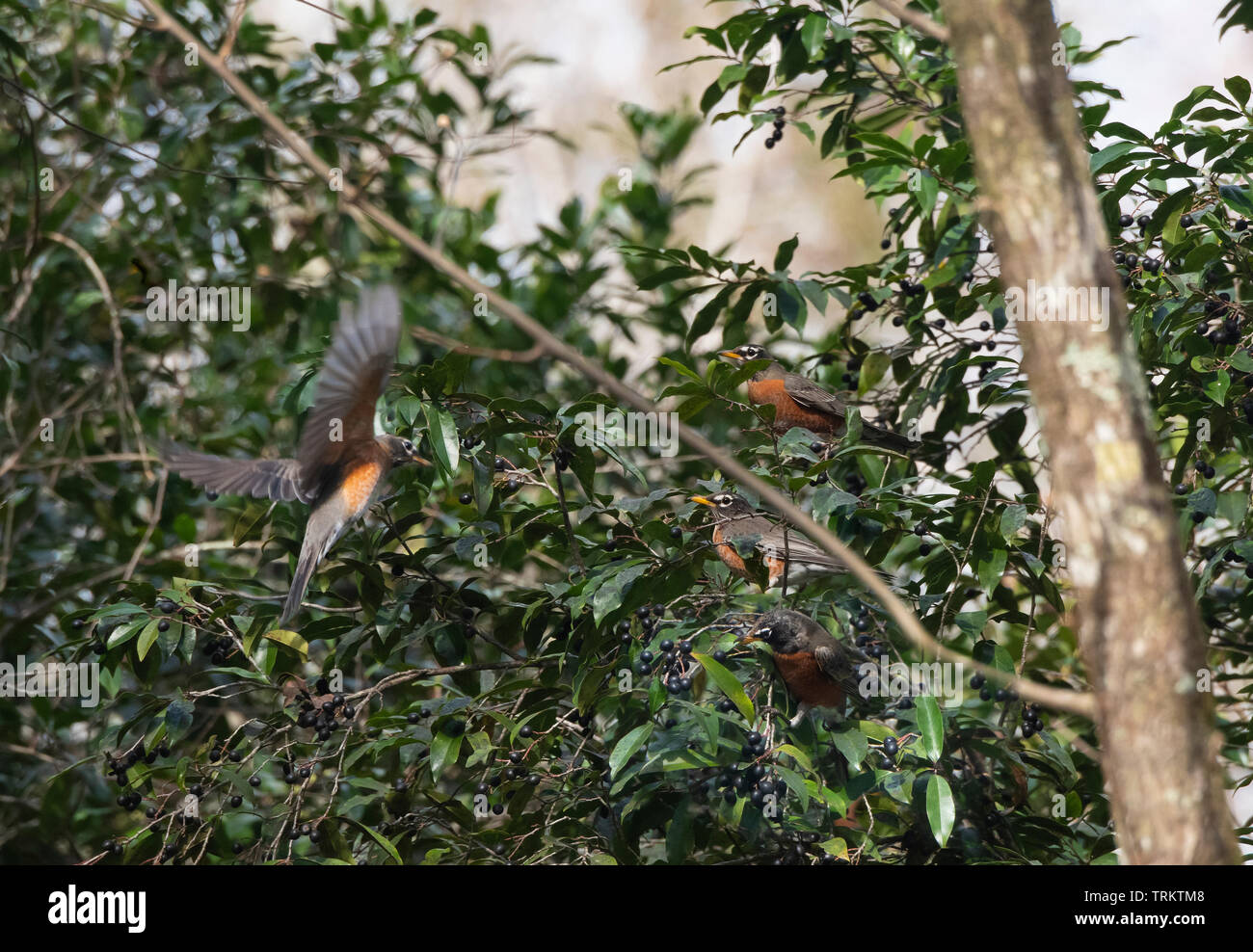 Troupeau de migration d'oiseaux Robin se nourrissant de fruits cherry laurel Banque D'Images
